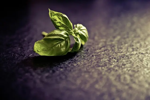 Los Mejores Consejos para Cocinar con Aceite de Oliva