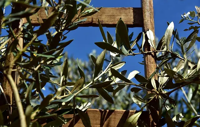 Los Beneficios del Aceite de Oliva en la Salud: Guía Completa